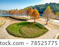 The bald cypress trees along Sun Moon Lake turning red in the autumn season are near Xiangshang Visitor Center in Yuchi Township, Nantou, Taiwan. 78525775