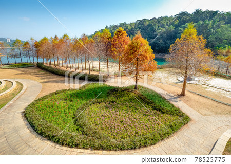 The bald cypress trees along Sun Moon Lake turning red in the autumn season are near Xiangshang Visitor Center in Yuchi Township, Nantou, Taiwan. 78525775