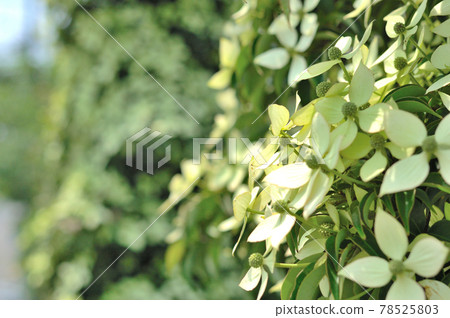 Pokeweed flower Pokeweed flower 78525803