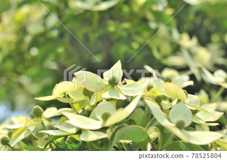 Pokeweed flower Pokeweed flower 78525804