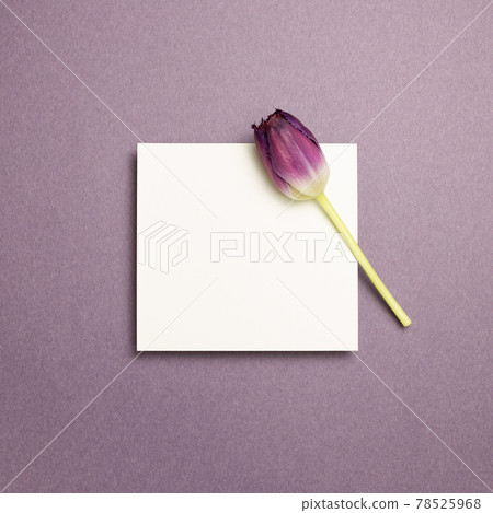 White memo pad and purple tulip flower on purple background. top view, copy space 78525968