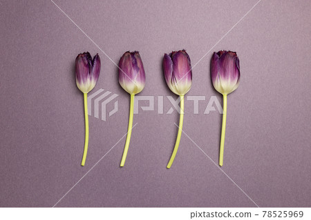 Purple tulip flowers on purple background. flat lay, top view, copy space Purple tulip flowers on purple background. flat lay, top view, copy space 78525969