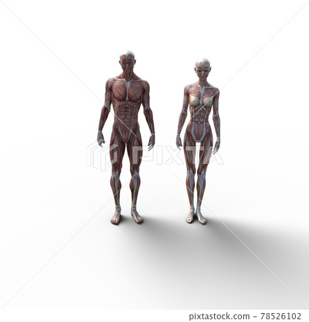 肌肉標本,男女鳥瞰圖,全身燙髮3DCG插畫素材 肌肉標本,男女鳥瞰圖,全身燙髮3DCG插畫素材 78526102