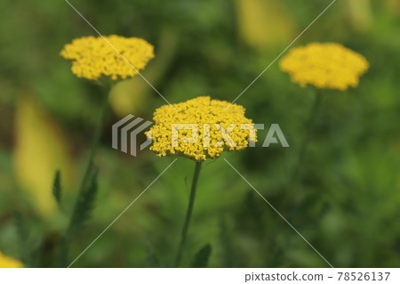 初夏公園盛開的葉下珠黃色花朵 初夏公園盛開的葉下珠黃色花朵 78526137