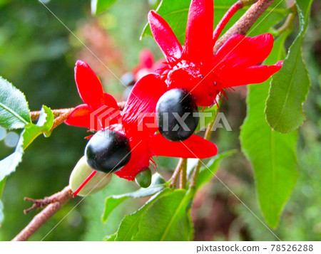 Plant, Ochna serrata flowers and fruits (Mickey Mouse tree) 78526288
