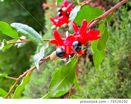 植物、Ochna serrulata 花和果實（米老鼠樹） 78526292