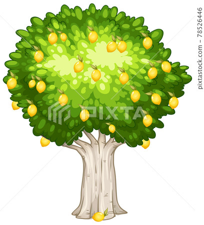 Lemon tree isolated on white background Lemon tree isolated on white background 78526446