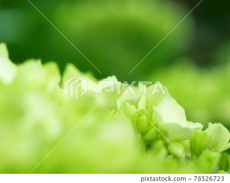 盛開的繡球花 78526723