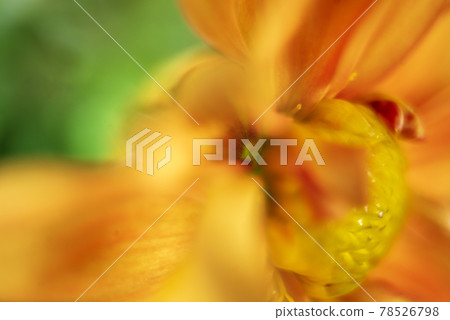 Close-up of a dahlia flower taken with a classic German lens 78526798