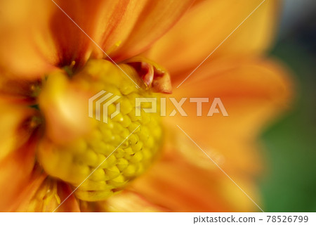 Close-up of a dahlia flower taken with a classic German lens Close-up of a dahlia flower taken with a classic German lens 78526799