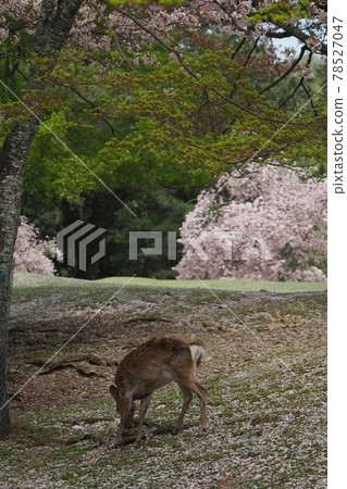 Deer and cherry blossoms in Nara Park 78527047