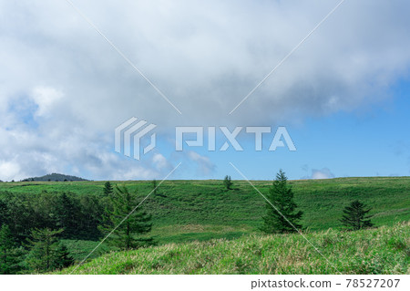 Trees on the plateau and clouds in the blue sky Trees on the plateau and clouds in the blue sky 78527207