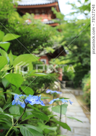 三室戶寺，京都，繡球花和三層寶塔 78527248