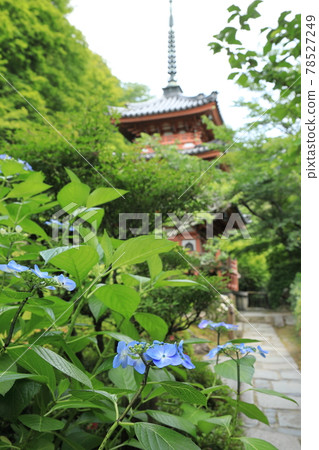 Hydrangeas and three-story pagoda at Mimuroto Temple, Kyoto 78527249