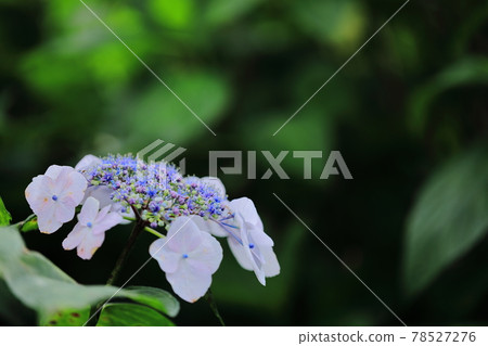 京都三室戶寺繡球花園 78527276