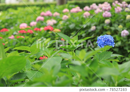 京都三室戶寺繡球花園 京都三室戶寺繡球花園 78527283