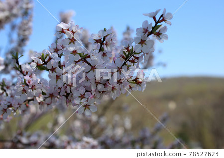 Nanking cherry blossom and mountains. Far East Nanking cherry blossom and mountains. Far East 78527623