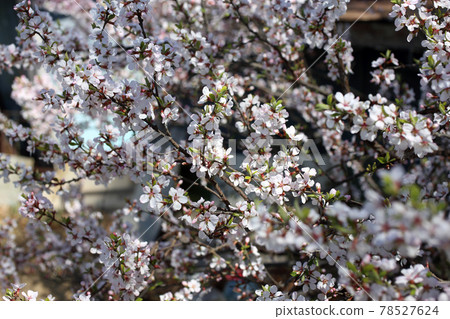 Nanking cherry blossom. Spring flowers Nanking cherry blossom. Spring flowers 78527624