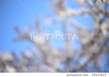 Nanking cherry blossom. Bokeh background Nanking cherry blossom. Bokeh background 78527625