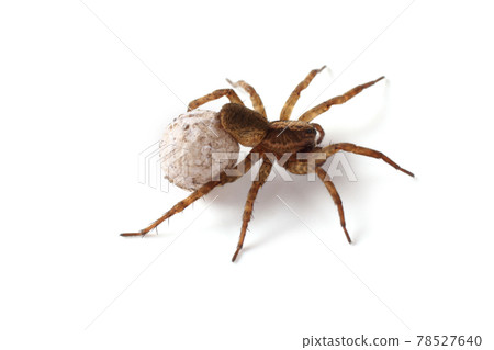 Wolf spider with cocoon isolated on white 78527640