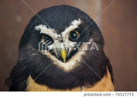 Spectacled owl Spectacled owl 78527773