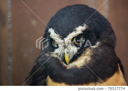 Spectacled owl Spectacled owl 78527774