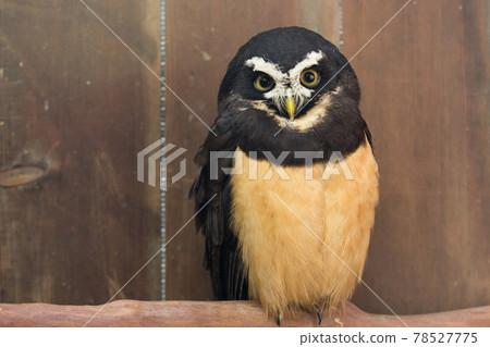 Spectacled owl Spectacled owl 78527775