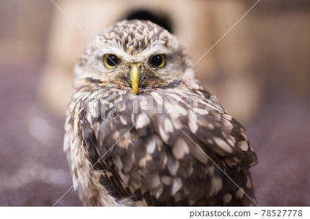 Anaholy owl 78527778