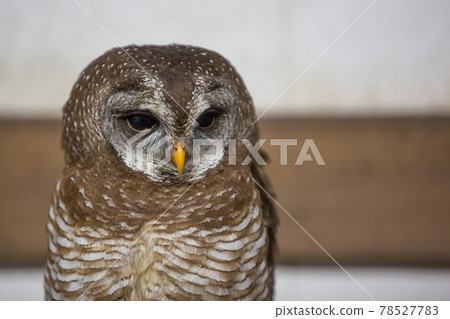 African chick owl African chick owl 78527783