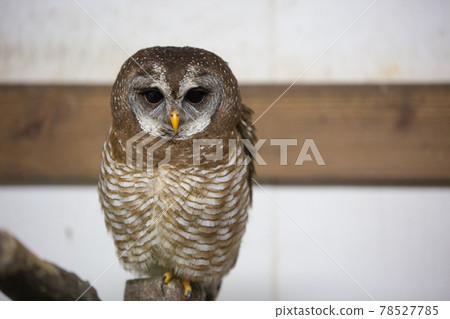African chick owl African chick owl 78527785