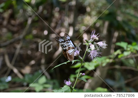 高尾山淺木斑（淺洋蔥斑） 78527806