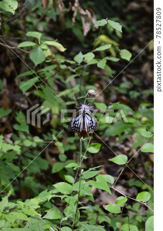 高尾山淺木斑(淺洋蔥斑) 高尾山淺木斑(淺洋蔥斑) 78527809