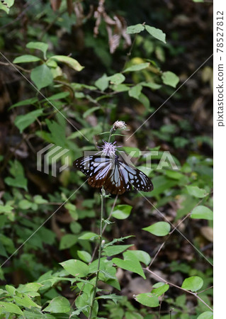 高尾山淺木斑（淺洋蔥斑） 78527812