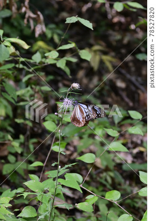 高尾山淺木斑（淺洋蔥斑） 78527820