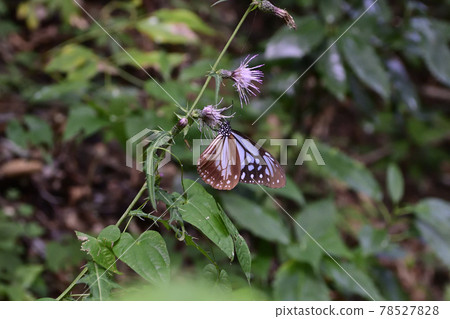 高尾山淺木斑(淺洋蔥斑) 高尾山淺木斑(淺洋蔥斑) 78527828