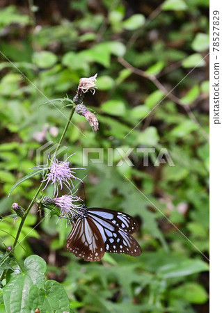 高尾山淺木斑(淺洋蔥斑) 高尾山淺木斑(淺洋蔥斑) 78527829