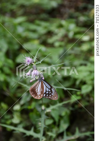 Mount Takao: Monarch Butterfly (light blue spot) 78527833
