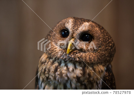 Staring Nanbei baby owl Staring Nanbei baby owl 78527978