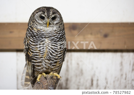 Rhododendron owl 78527982