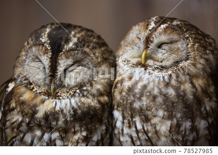 一對黃褐色貓頭鷹 一對黃褐色貓頭鷹 78527985
