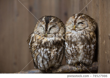 Two Tawny Owls Two Tawny Owls 78527986