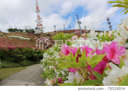 Ohirayama Azalea Festival Ohirayama Azalea Festival 78528054