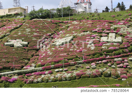 大山山杜鵑花節 大山山杜鵑花節 78528064