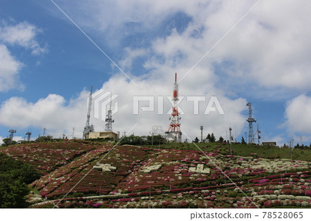 大山山杜鵑花節 大山山杜鵑花節 78528065
