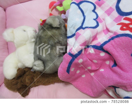 小狗 / 玩具貴賓犬 / 你在哪裡？ 78528086