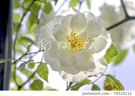 White rose flower White rose flower 78528112
