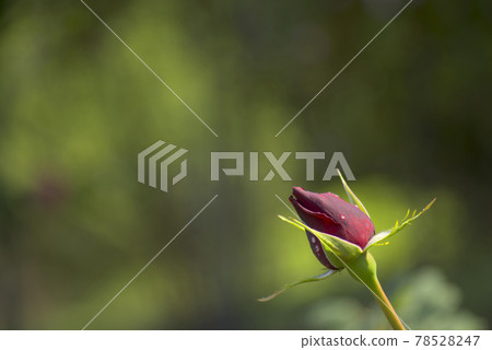 紅玫瑰花蕾 78528247