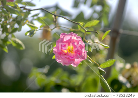 粉紅玫瑰 78528249
