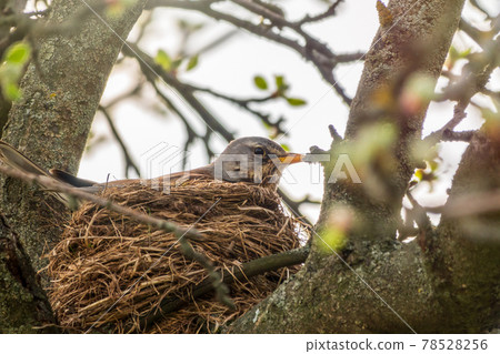 Thrush fieldfare, Turdus pilaris, sits in a nest Thrush fieldfare, Turdus pilaris, sits in a nest 78528256