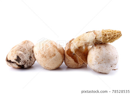 Veiled lady mushroom. Phallus duplicatus (Dictyophora duplicata). Mature mushroom and mushrooms in egg stage. Edible in egg stage Veiled lady mushroom. Phallus duplicatus (Dictyophora duplicata). Mature mushroom and mushrooms in egg stage. Edible in egg stage 78528535
